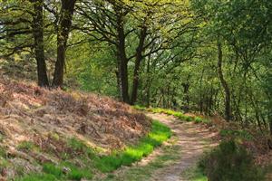 Romantische wandelpaden op De Meinweg