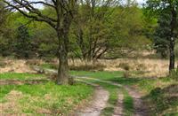 Wandelpaden door de heide, Nationaal Park De Meinweg