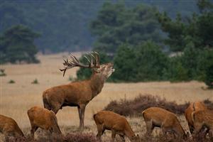 Edelherten in Hoge Veluwe