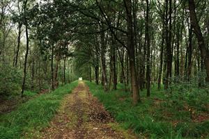 Wandelpad loopt door de bossen