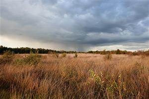 Regen op de heidevelden