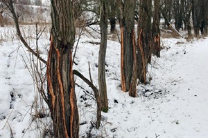 Oostvaardersplassen