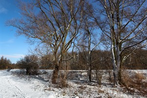 Nationaal Park De Biesbosch