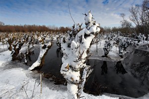 Nationaal Park De Biesbosch