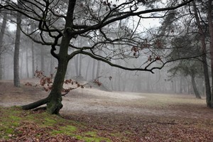 Nationaal Park Loonse en Drunense Duinen