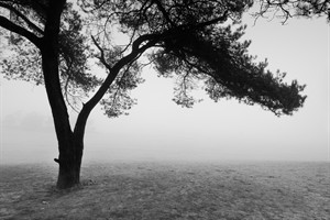 Nationaal Park Loonse en Drunense Duinen