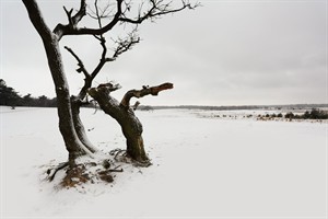 Nationaal Park Loonse en Drunense Duinen