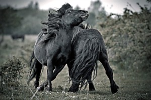 Paarden van Dintelse Gorzen