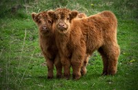 Hooglanders in Dintelse Gorzen