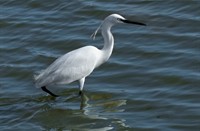 Reiger, Kleine Zilverreiger