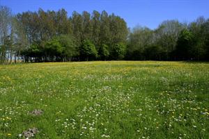 Bloemenveld Lauwersmeer