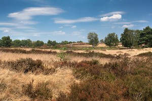 de Hamert, Maasduinen