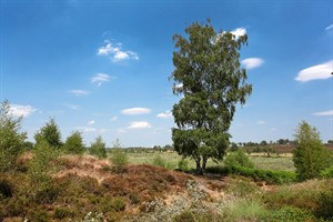 de Hamert, Maasduinen