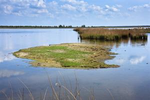 Lauwersmeer