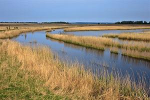 Riet op het Lauwersmeer