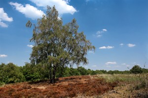 Landgoed de Hamert