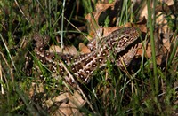 Hagedis in Landgoed de Hamert, Landgoed de Hamert