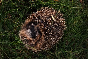 Egel op Kwade Hoek