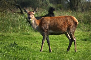 Oostvaardersplassen