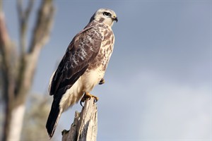 Buizerd