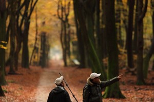 Speulderbos in de herfst