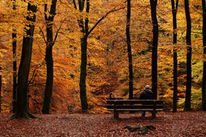 Genieten van Speulderbos in de herfst