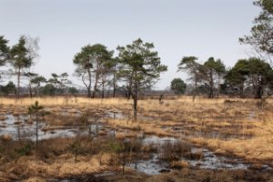 Kalmthoutse Heide