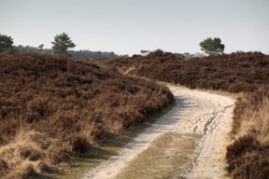 Wandelpad door het Nationaal Park Kalmthoutse Heide