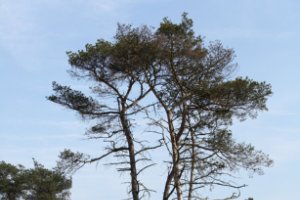 Grove denne in het Nationaal Park Kalmthoutse Heide