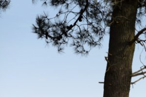 Wandelen op de Kalmthoutse Heide