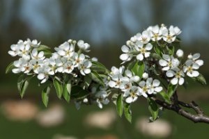 Bloesen in de Betuwe