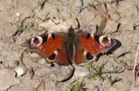 Dagpauwoog aan het zonnen, De Betuwe, Dagpauwoog