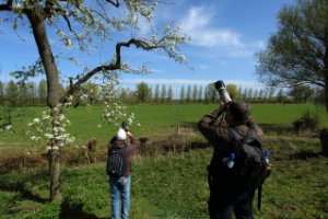 Bloesems op de appelsdijk te Geldermalsen