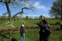 Bloesems op de appelsdijk te Geldermalsen, De Betuwe