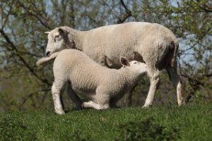 Op de appelsdijk mogen lammtjes vrolijk huppelen