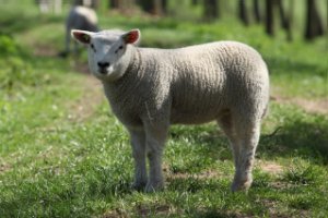 Lammetjes op de appelsdijk langs de linge