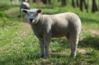 Lammetjes op de appelsdijk langs de linge, De Betuwe