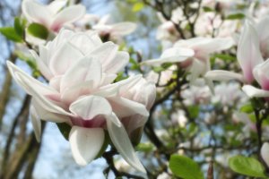 Magnolia in de Stolwijkse Boezem