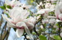 Magnolia in de Stolwijkse Boezem