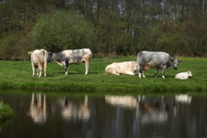 Grazende koeien naast de Stolwijkse Boezem