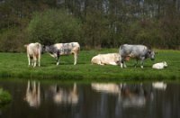 Grazende koeien naast de Stolwijkse Boezem