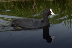 Meertkoet zwemt in het Stolwijkse Boezem