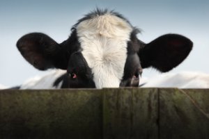 Koe in de polders nabij het Stolwijkse Boezem