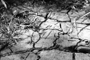 Droogte in het natuurgebied Klein Profijt