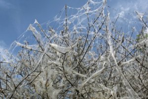 Heel veel wormen in de bomen in Natuurgebied Meijendel