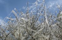 Heel veel wormen in de bomen in Natuurgebied Meijendel