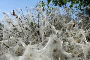 Wormen in Natuurgebied Meijendel