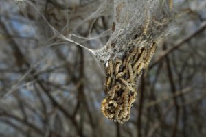 Wormen in Natuurgebied Meijendel