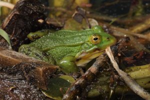 Groene Kikker in Nieuw Wulven