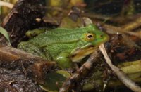 Groene Kikker in Nieuw Wulven